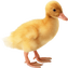 duckling π₯